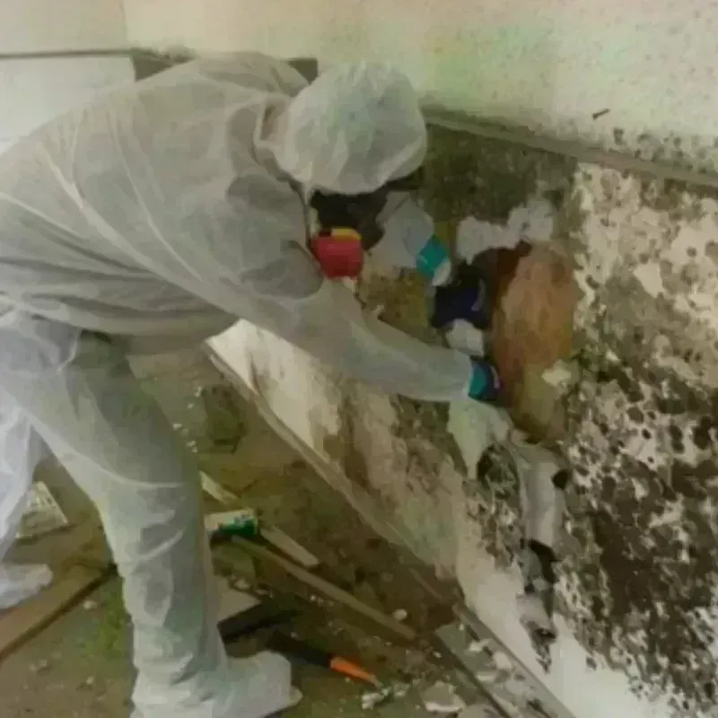 Mold Remediation and Removal in Presque Isle, ME